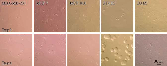 Cell growth of various cells in 3D-gel culture system. P19 EC and D3 ES cells were rapidly grown in 3D-gel culture system, but not MDA-231, MCF7 and MCF10A