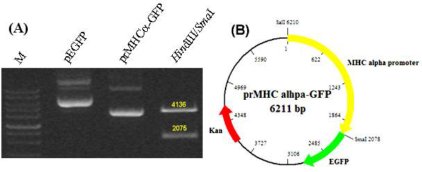 Cloning of cardiac specific prMHC-GFP vector. To isolate cardiac specific cells from differentiating cells, cardiac specific MHC promoter gene was amplified from rat genomic DNA. Amplified MHC promoter was inserted into pEGFP-1, promoter expressing vector