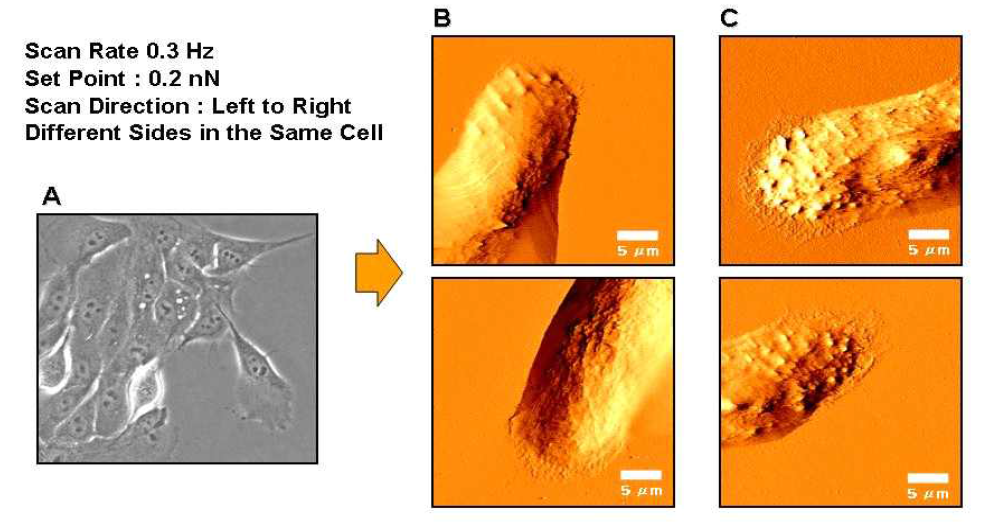 AFM을 이용한 MCF10A Live Imaging