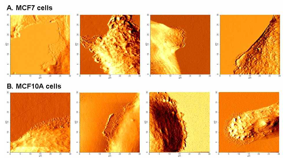 AFM live imaging을 통해 본 여러 형태의 세포 경계면의 미세구조