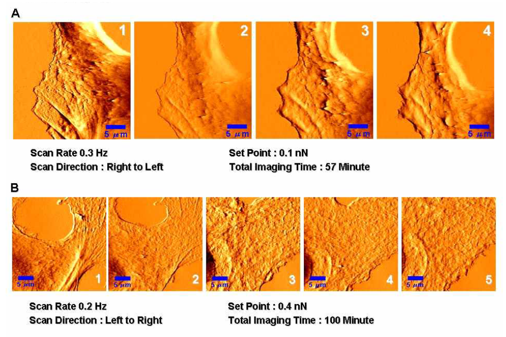 동일한 MCF7 세포에 대한 AFM 연속촬영(30 X 30 ㎛ 영역)