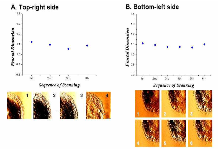 동일한 MCF10A 세포의 서로 다른 영역에서 연속촬영(30 X 30 ㎛ 영역)을 통해 계산된 프랙탈 차원
