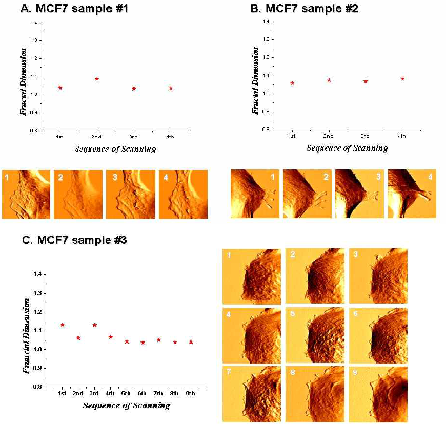 MCF7 세포의 연속 촬영(30 X 30 ㎛ 영역) 이미지에서 계산된 프랙탈 차원