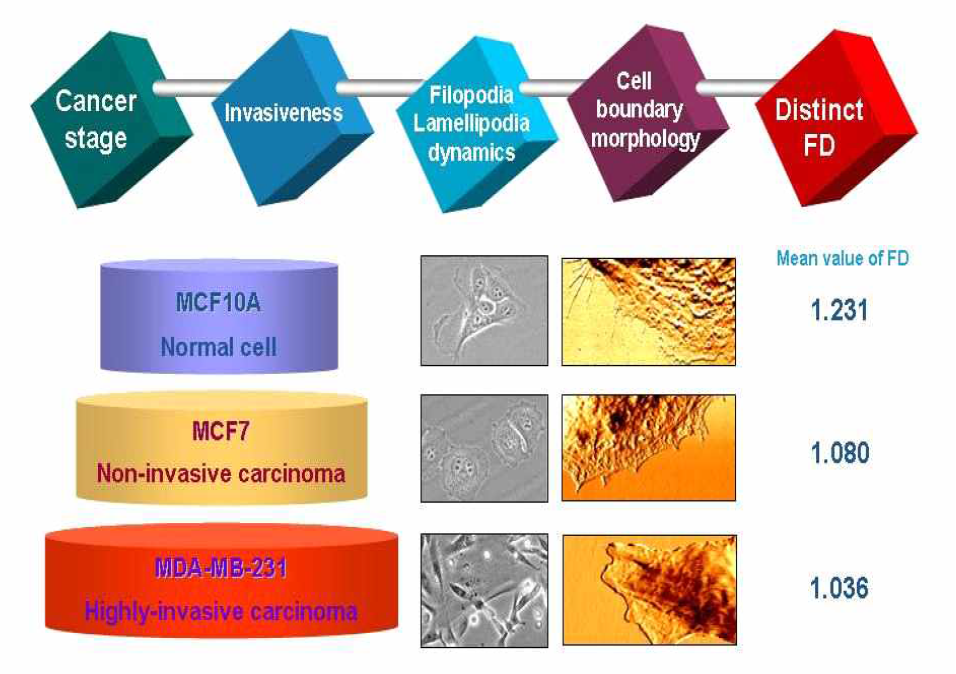 유방암 세포주의 암 진행정도에 따른 세포경계 프랙탈 차원의 차이와 관련 기작의 모델