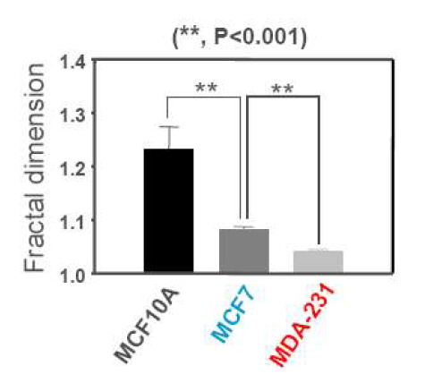 유방암 세포주 프랙탈 차원의 분포