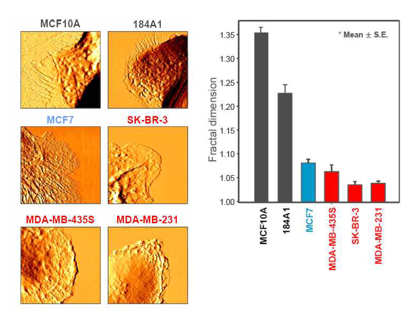 다양한 유방 상피세포주들 고유의 프랙탈 차원 값 (n >15)