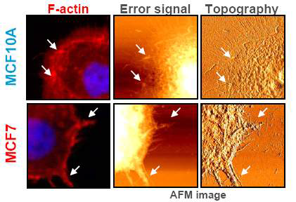 MCF10A 세포에서 외곽경계구조와 엑틴세포골격 형태의 비교