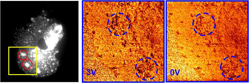 CF7에 Cyto D를 처리한 후 측정한 형광이미지(왼쪽)와 , 각각 +3V(가운데), 0V에서 측정한 EFM 이미지