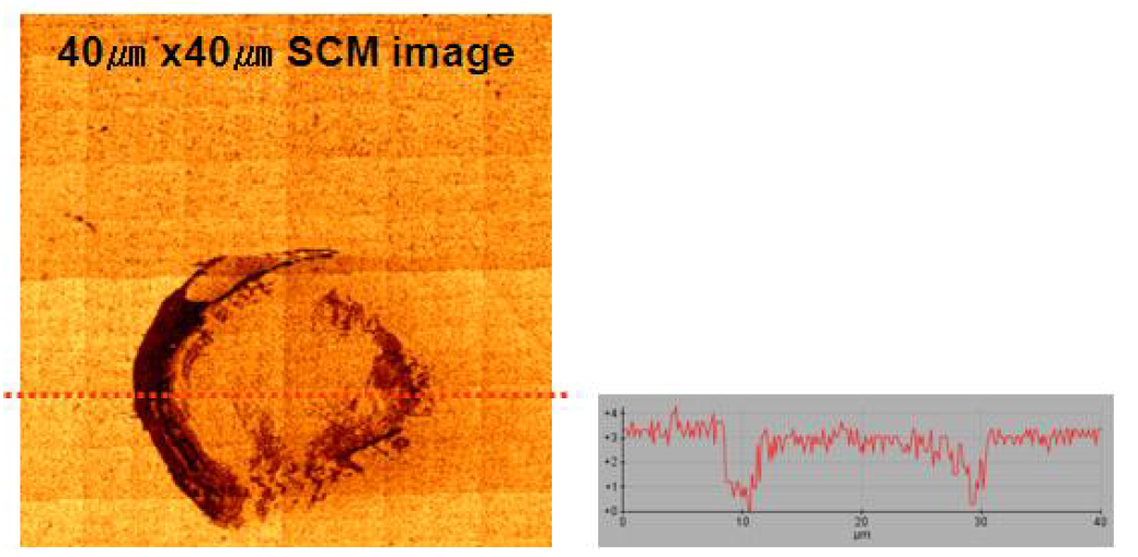 바닥에 고정된 세포의 SCM 이미지로부터 얻은 커패시턴스 line profile