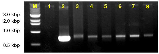 채널 내 흐름률 변화에 따른 720bp DNA 증폭 전기영동 결과. size marker(M), 기존방법(2), 1.6㎕/min(4), 4.0㎕/min(7)