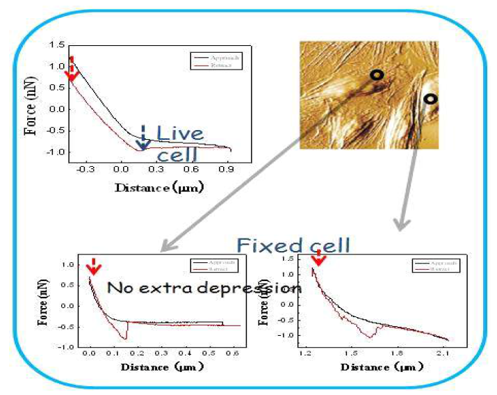 live 및 fixed 세포의 위치별 힘-거리 곡선 비교
