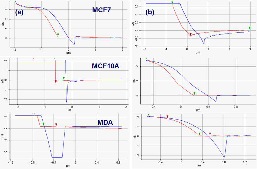 각 세포주에 대해 측정된 힘 – 거리 곡선. (a) 코팅 되지 않은 캔틸레버, (b) MnO 코팅된 캔틸레버, 접촉방향 (붉은색), 이탈 방향 (푸른색)