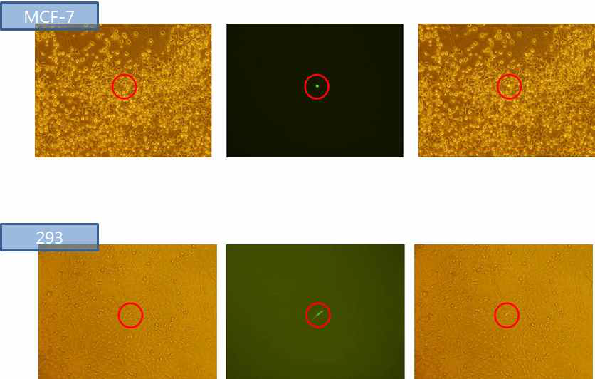 Probe station을 이용한 단일세포 전기천공 결과, MCF7 (위)과 HEK293(아래)