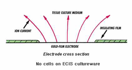 No cells on ECIS cultureware