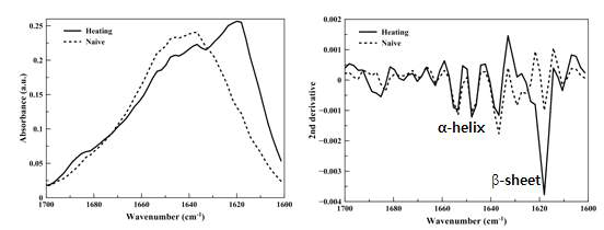 MDA-MB-231 cell에 100℃ heating 후 FT-IR spectrum 과 2nd derivative