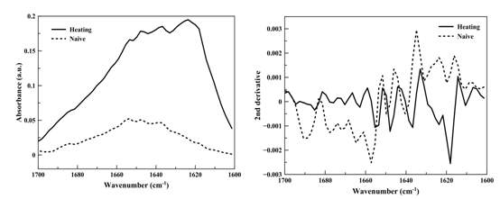 MCF-10A cell에 100℃ heating 후 FT-IR spectrum 과 2nd derivative