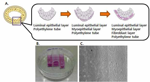 in vitro 유관형성을 위한 3D 배양