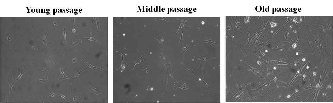 hUCB-MSC 줄기세포의 passage별 morphology