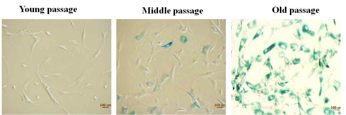 Passage별 hUCB-MSC 줄기세포의 β-galactosidase assay