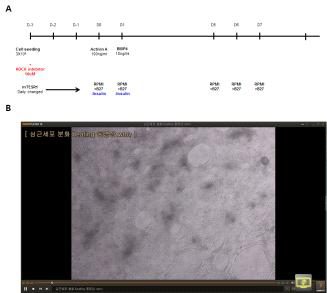 (A) 최적화된 심근세포 분화과정. (B) 화면의 모든 세포들이 자율 박동하는 동영상