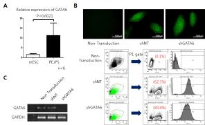 (A) 유도된 만능줄기세포에서 배아줄기세포에 비해 GATA6의 유전자 발현량이 일관성 있게 높게 발현. (B) shRNA를 사용하여 유도된 만능줄기세포에서 GATA6의 발현을 억제함. (C) PCR을 통해 GATA6발현이 억제되어 있는 것을 확인