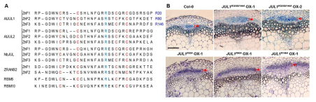 애기장대 JULGI와 담배 JULGI의 RNA 결합 도메인(ZnF1-3)의 서열 비교. 각 결합 도메인에 공통적으로 존재하는 Arginine 잔기 (red box) (A), JULGI에 존재하는 세개의 RNA 결합 도메인에 보존되어 있는 Arginine잔기를 Alanine으로 치환시킨 JULGI 과발현체의 체관 발달 표현형. RNA 결합능력이 체관 발달에 중요한 인자임을 확인 (B)