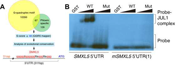 G-quadruplex를 가지는 전사체와 체관 발달 특이적으로 조절되는 전사체 비교분석을 통해 SMXL5 동정, SMXL5에 존재하는 G-quadruplex 형성 시퀀스는 5’UTR에 존재함을 확인 (A). RNA-EMSA를 통한 JULGI와 SMXL5 G4 형성 시퀀스와의 결합 확인 (B)