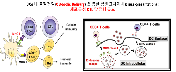 세포독성 T 세포 활성화를 위한 항원전달 전략: 엔도좀 회피 전달체기반 세포질내 항원전달을 통한 항원 교차제시