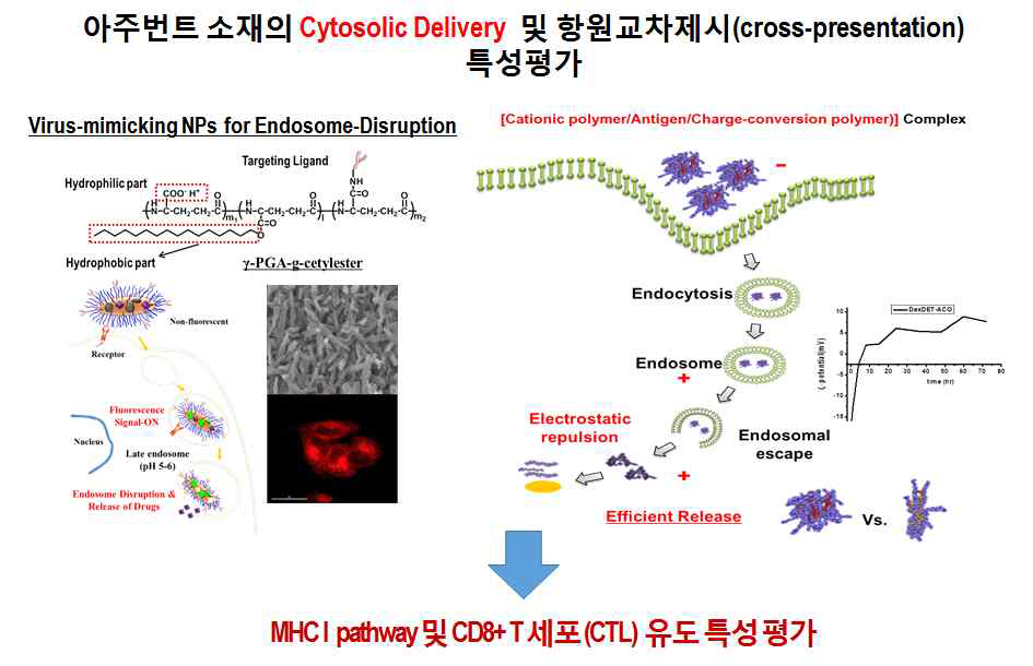 Hydrophobicity와 charge conversion polymer를 이용한 세포질내 항원전달 능력 및 MHC I pathway/CTL 유도 특성 평가