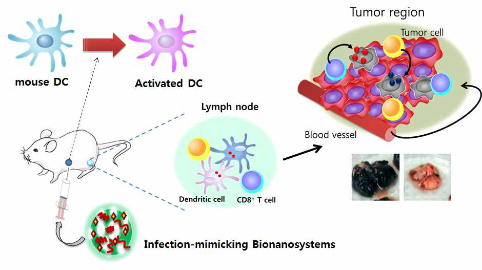 면역활성화 아주번트 소재를 이용한 동물모델에서의 항암치료 효과 검증