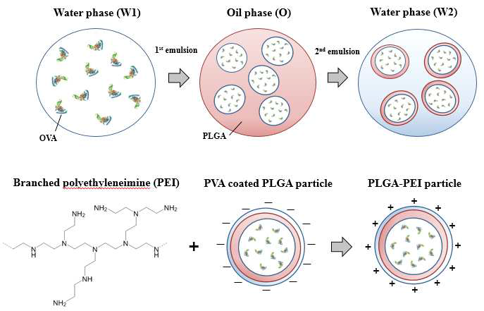 PLGA-PEI 고분자 나노입자 제조 모식도