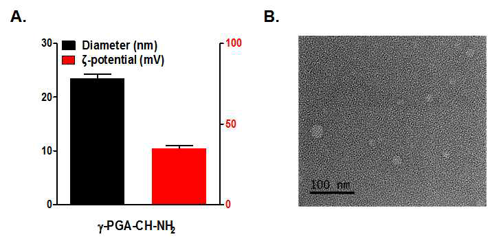 (A) 폴리감마글루탐산-콜레스테롤 아민 나노젤의 크기 및 표면전하. (B) 폴리감마글루탐산-콜레스테롤 아민의 TEM 이미지