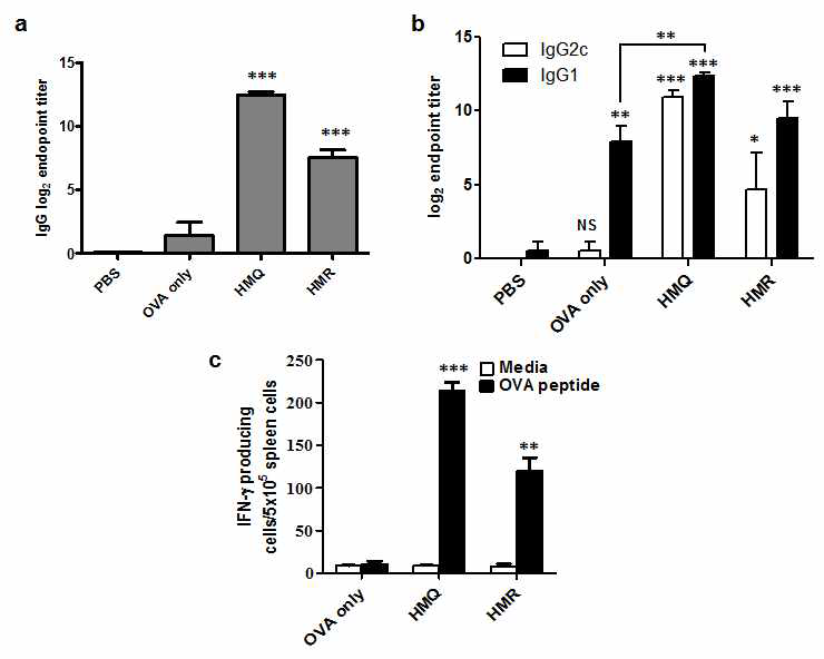 a. 파우더 제형 아주번트를 사용하였을 때 면역반응 활성화 비교 b. HMQ와 HMR을 사용하였을 때 체액성과 세포성 면역반응 비교 c. IFNγ를 분비하는 세포수 비교