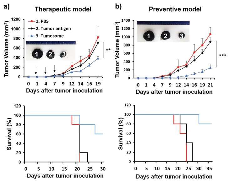 재구성 나노리포좀 (Tumosome)의 암 치료와 예방 효과