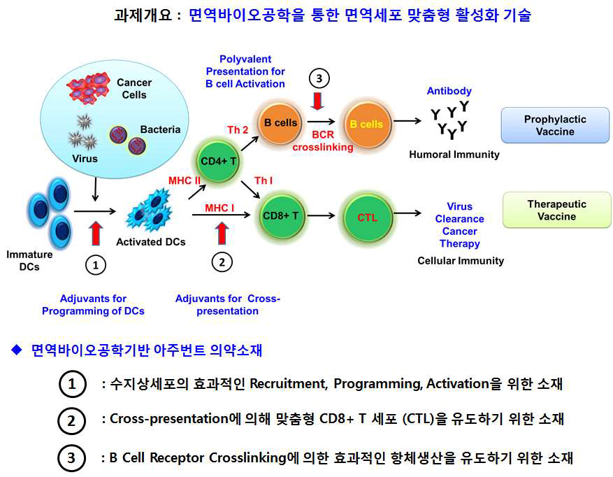 면역바이오공학기반 소재를 활용한 맞춤형 면역세포 활성화 기술