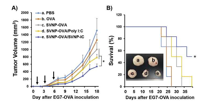 NG-OVA와 NG-IC 나노젤의 세포독성 활성화 효과 와 암 치료 효과