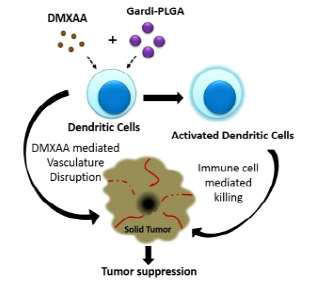 아주번트와 anti-angiogenesis 약물을 동시에 함유하는 나노입자를 이용한 항암면역효과 증명