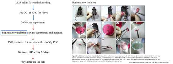 Preparation of Bone marrow derived macrophage