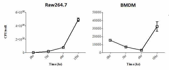 Intramacrophage survival and replication of salmonella (Raw264.7, BMDM)