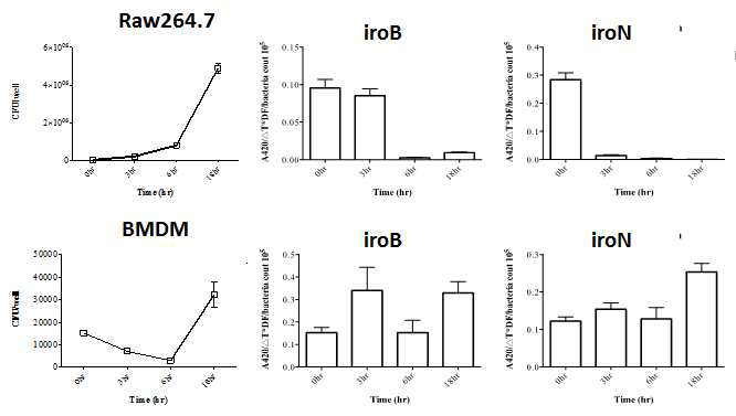 Intracellular replication and iron acquisition related gene expression (iroB, iroN) profile of salmonella in macrophage(Raw264.7, BMDM)