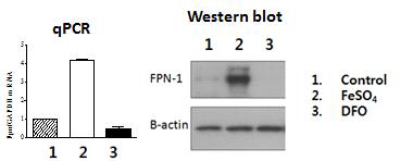 FPN-1 expression of macrophage in different iron condition. (left: RNA level, right: protein level)