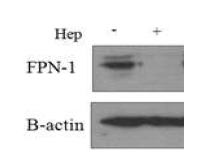 FPN-1 degradation of macrophage with hepcidin treatment (BMDM, Hep-25 1ug/ml, 1hr incubation)