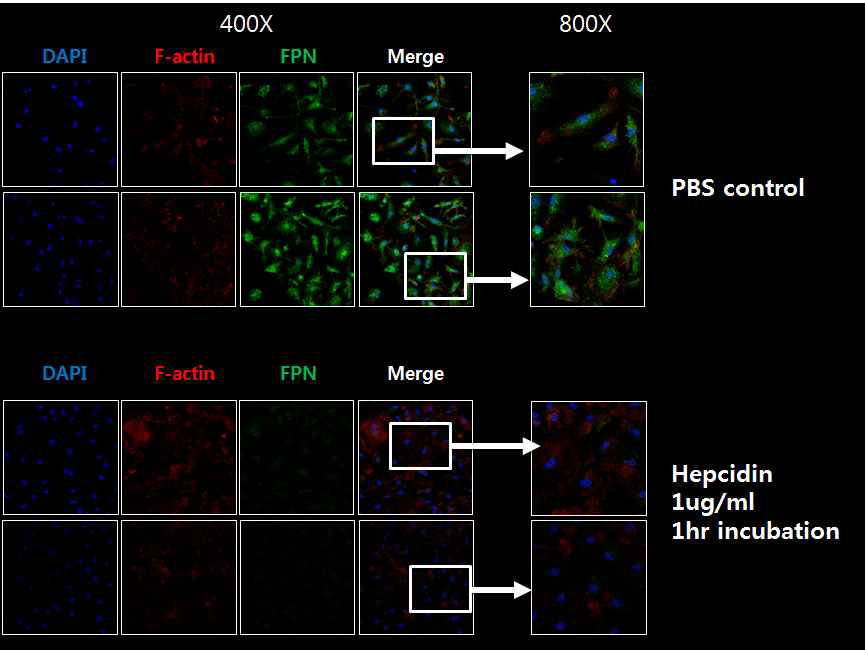 Expression and degradation of FPN-1 in macrophage with hepcidin treatment