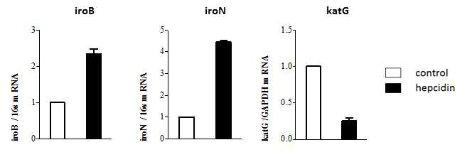 Iron acquisition related gene and ROS response gene expression (iroB, iroN) profile of salmonella in macrophage after hepcidn treatment (Raw264.7)