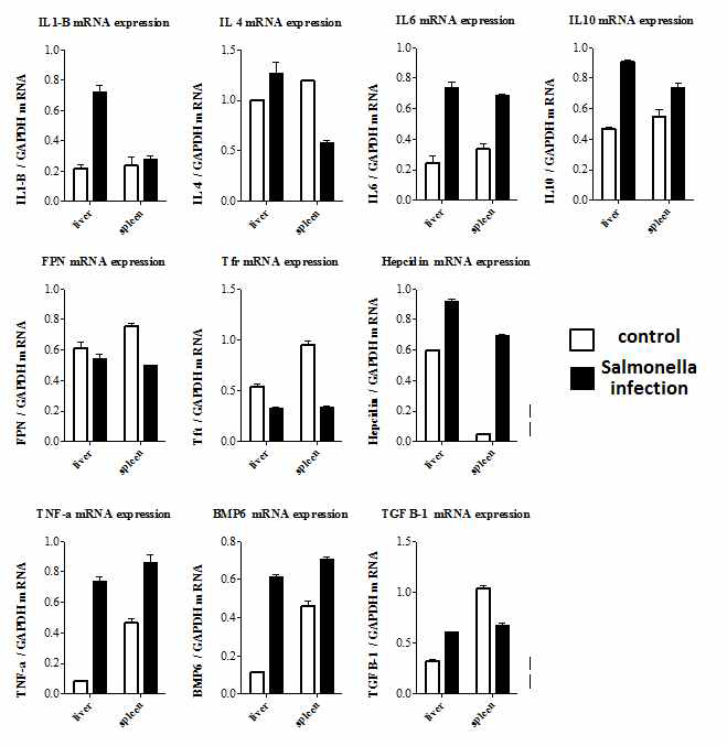 Gene expression profile of liver and spleen from BL6/J mice after salmonella infection (3 day post infection with oral route)