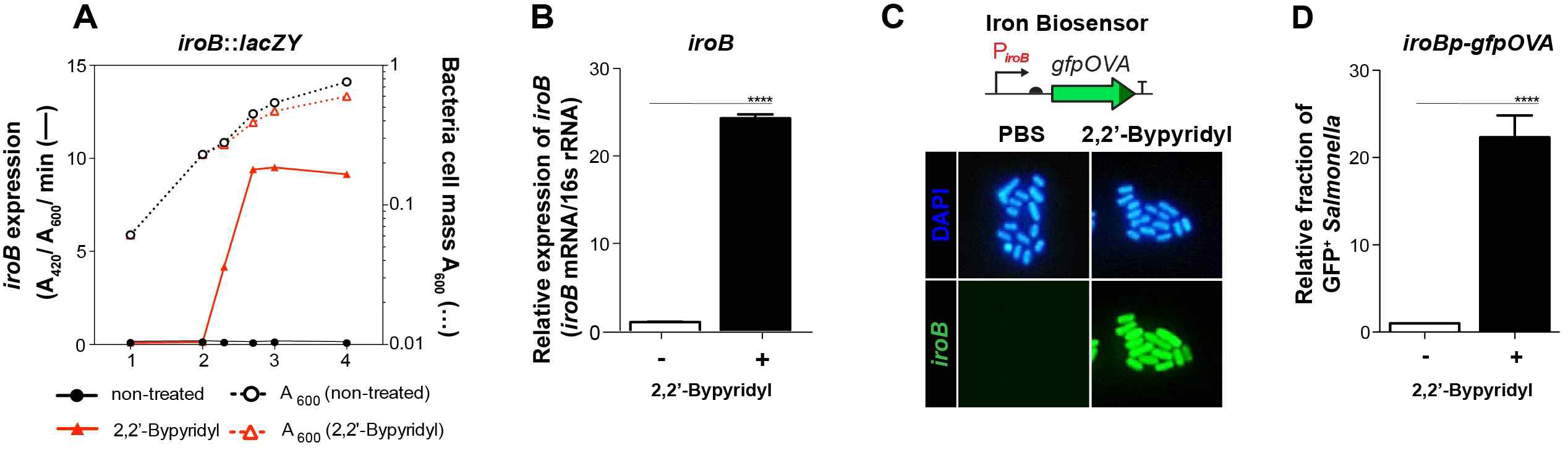 (A) WT salmonella (SL1344) growth in LB(black line), treatment of iron chelator by 0.2 mM 2,2-dipyridyl (red line). (B) iroBp activity was determined by measuring iroB mRNA relative to 16S rRNA by qPCR. (C) Expression of the iron biosensor in the presence or absence of iron chelator (2,2’-bypyridyl, 0.2mM) in vitro. (D) measuring the fluorescence of bacterial cultures with a fluorometer