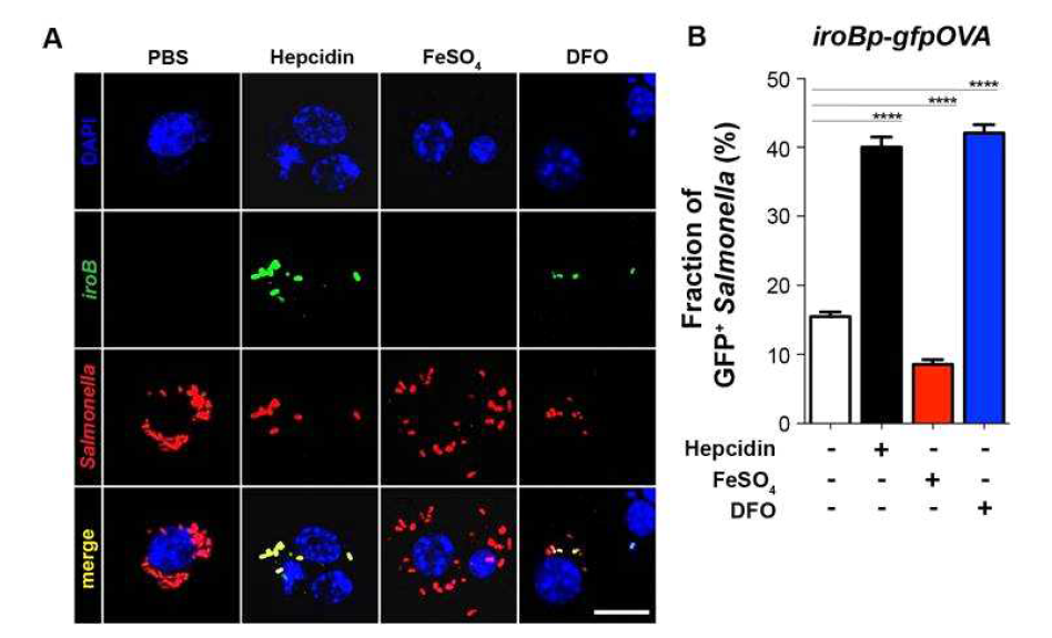 Intra macrophage iroB expression (Raw264.7) Expression of iroB-gfpOVAwas determined in the Salmonella(MOI100) infecting Raw264.7 cells pretreated with PBS, hepcidin(1g/ml), FeSO4(0.1mM), or DFO (100mM). The images were taken 2hrp.i. using confocal microscopy. The scale bars are shown(10 m).(B) was quantified as the percentage of GFP+ Salmonella, as shown in (A)