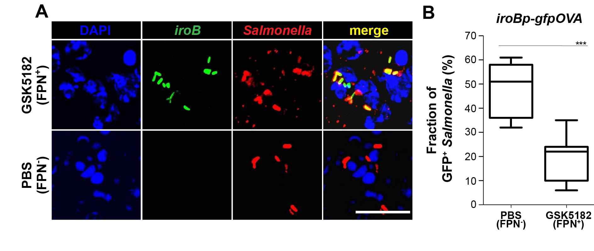 (A)Expression of iroB-gfpOVA in the Salmonella infecting BL/6 mice treated with GSK5182 (FPN+) or PBS (FPN-). Representative image of spleens infected with Salmonella was examined by confocal microscopy 2.5 days after the infection (1 x 105 CFU) through i.v. route and (B) quantification