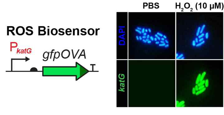 ROS biosensor Salmonella (katGp-gfpOVA) that produced green signals in the presence of hydrogen peroxide (10 mM)
