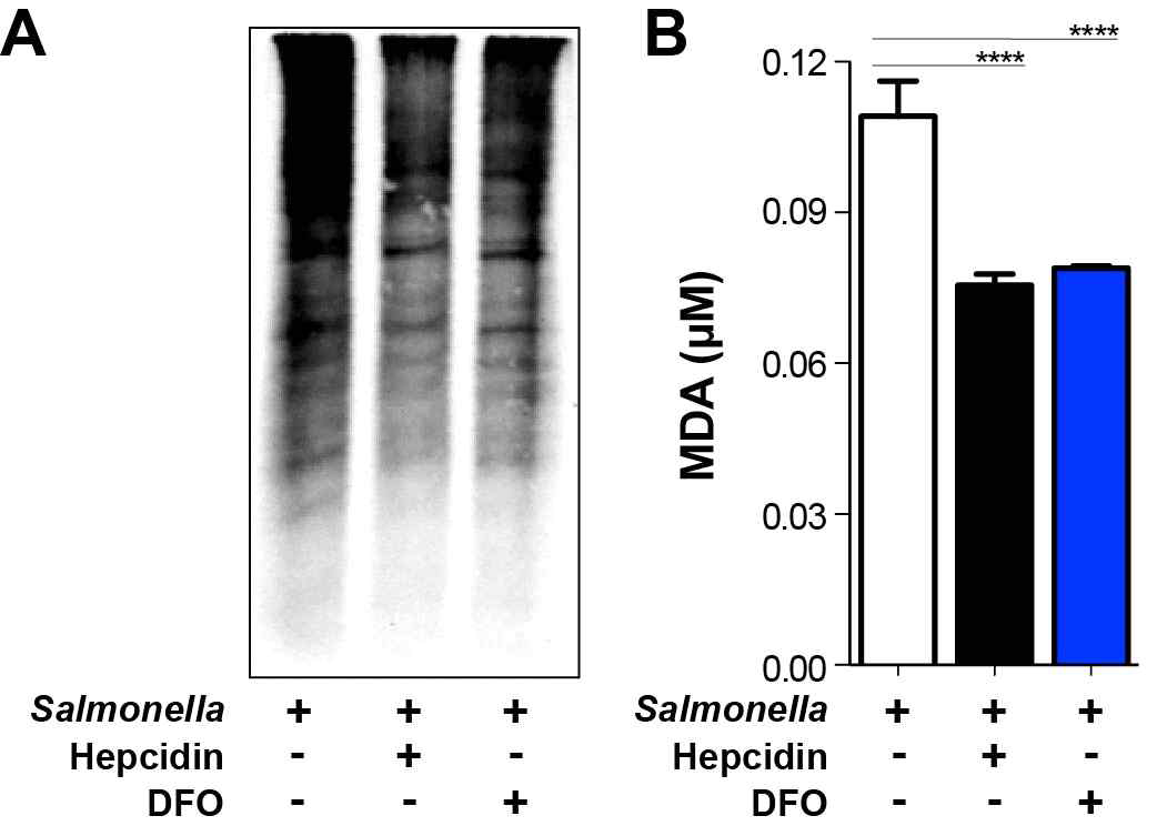(A) Protein carbonylation in SCV of RAW264.7 cells pretreated with PBS or hepcidin or DFO as determined using 2,4-dinitrophenylhydrazine. SCV was isolated using magnetized Salmonella (MOI100) 2hr post infection. 2,4-dinitrophenyl -hydrazine-bound proteins were quantified using specific antibody. (B) Lipid peroxidation was determined in the same set of cells in (A)